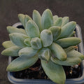 Pachyphytum Compactum x Echeveria Colorata