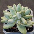 Pachyphytum Compactum x Echeveria Colorata