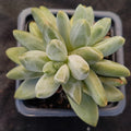 Pachyphytum Compactum x Echeveria Colorata