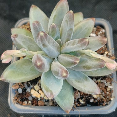 Pachyphytum Compactum x Echeveria Colorata