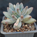 Pachyphytum Compactum x Echeveria Colorata