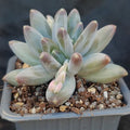 Pachyphytum Compactum x Echeveria Colorata