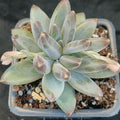 Pachyphytum Compactum x Echeveria Colorata