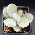 Pachyphytum glutinicaule hybrid