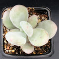 Pachyphytum glutinicaule hybrid