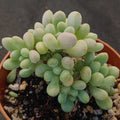 Pachyphytum Pink Love