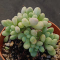 Pachyphytum Pink Love