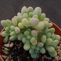 Pachyphytum Pink Love