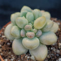 Pachyphytum Pink Love