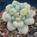 Pachyphytum Pink Love