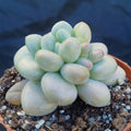 Pachyphytum Pink Love