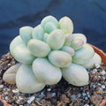Pachyphytum Pink Love