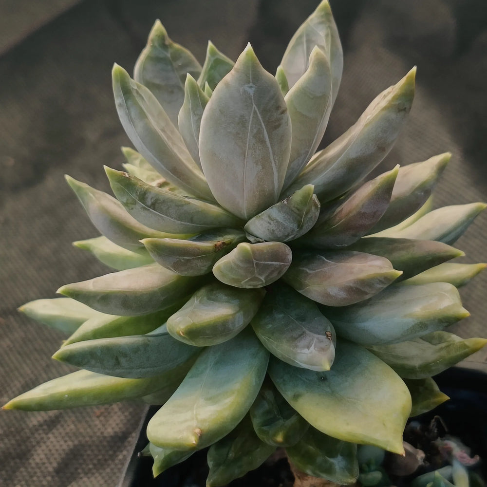 Pachyveria compassion