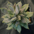 Pachyveria compassion