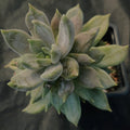 Pachyveria compassion