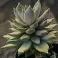 Pachyveria compassion
