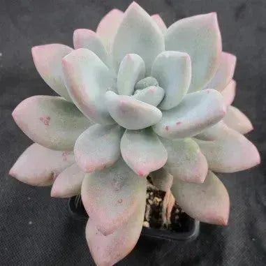 Pachyveria "Opalina"