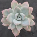Pachyveria "Opalina"