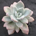 Pachyveria "Opalina"