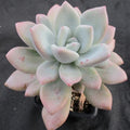 Pachyveria "Opalina"