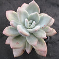 Pachyveria "Opalina"