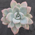 Pachyveria "Opalina"