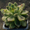 Pachyveria parladopora