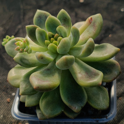 Pachyveria parladopora