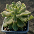 Pachyveria parladopora