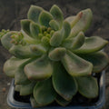 Pachyveria parladopora