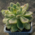 Pachyveria parladopora