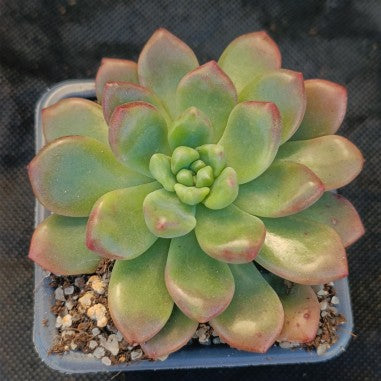 Pachyveria parladopora
