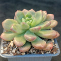 Pachyveria parladopora