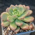 Pachyveria parladopora