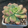 Pachyveria parladopora