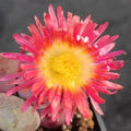 Pleiospilos Nelii “Royal Flush”