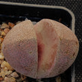 Pleiospilos Nelii “Royal Flush”
