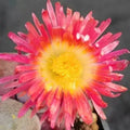 Pleiospilos Nelii “Royal Flush”