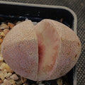 Pleiospilos Nelii “Royal Flush”