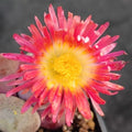 Pleiospilos Nelii “Royal Flush”
