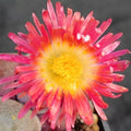 Pleiospilos Nelii “Royal Flush”