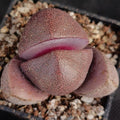 Pleiospilos Nelii “Royal Flush”