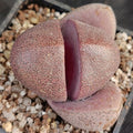 Pleiospilos Nelii “Royal Flush”