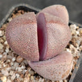 Pleiospilos Nelii “Royal Flush”