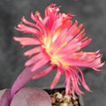 Pleiospilos Nelii “Royal Flush”