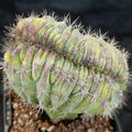 Polaskia chichipe   CRESTADO INJERTADO