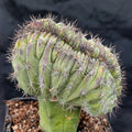 Polaskia chichipe   CRESTADO INJERTADO