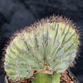 Polaskia chichipe   CRESTADO INJERTADO