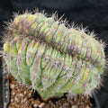 Polaskia chichipe   CRESTADO INJERTADO