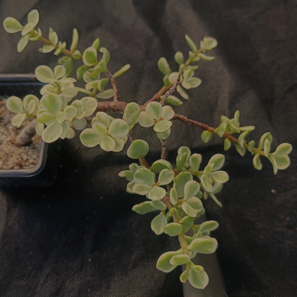 Portulacaria afra variegata
